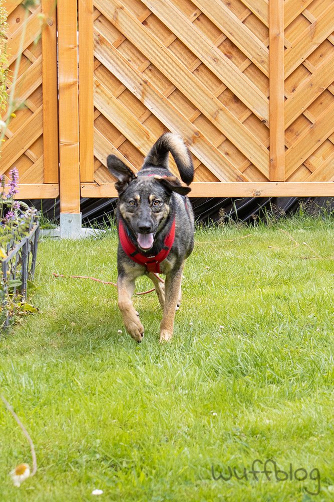 Bonnie tobt im Garten