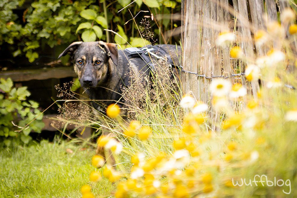 Bonnie im Garten