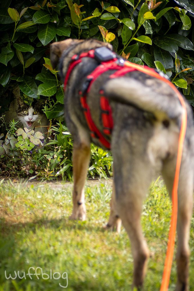 Bonnie und die Katze