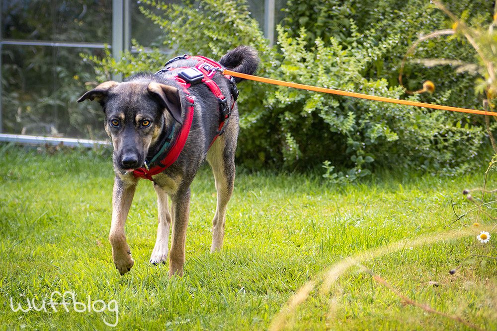 Bonnie im Juli 2023