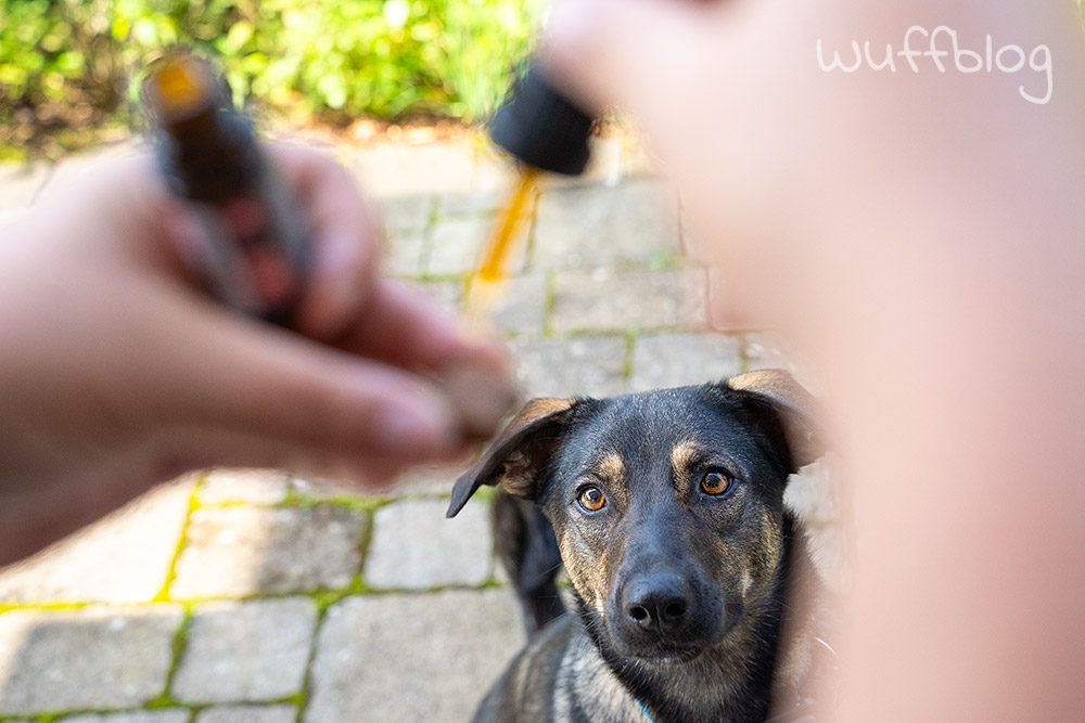 CBD-Öl für Hunde von Swiss FX