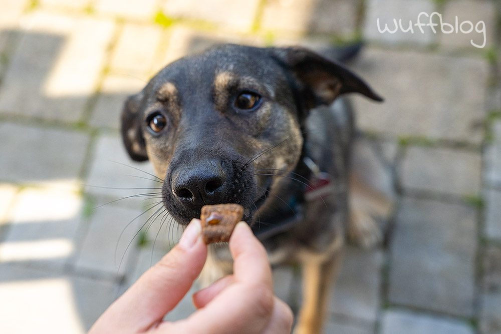 CBD-Öl für Hunde von Swiss FX