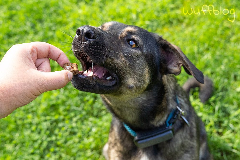 CBD-Öl für Hunde von Swiss FX