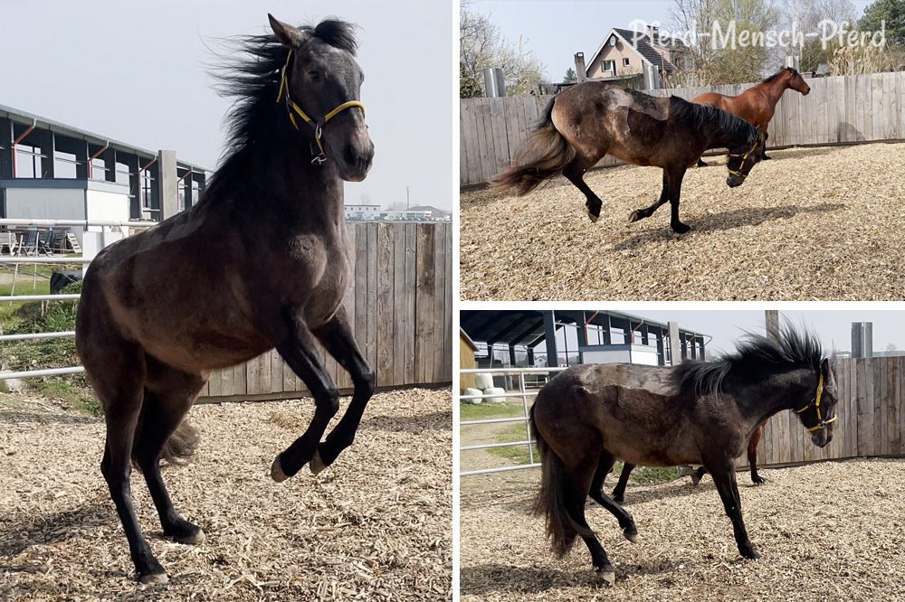 Dolida und Feli im Round Pen