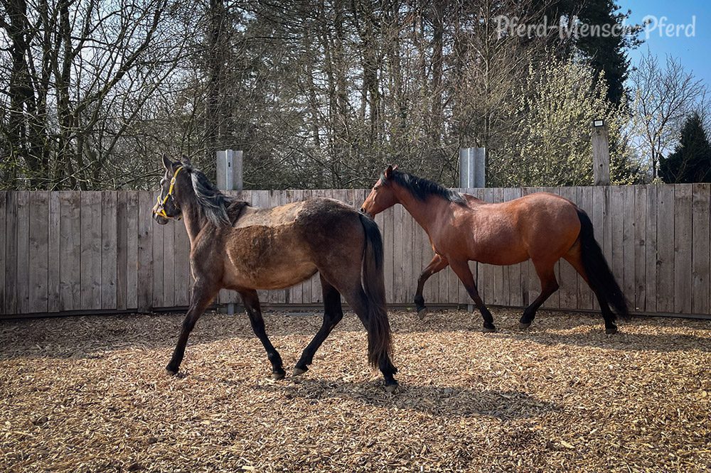 Dolida und Feli im Round Pen