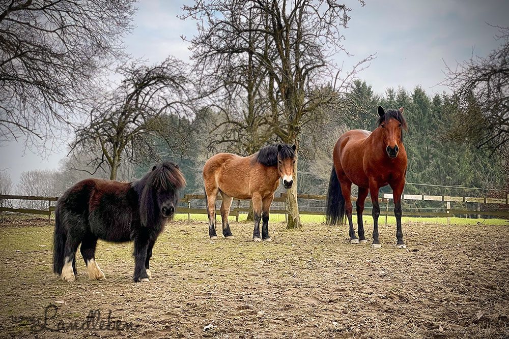 Dolida und die Ponys im März 2021