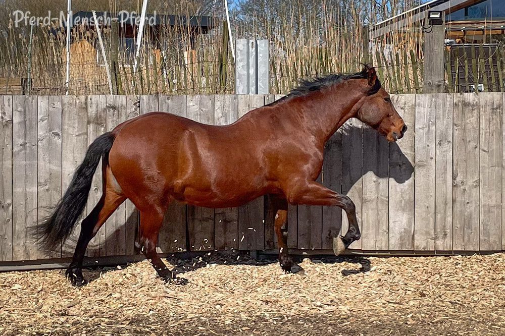 Dolida trabt – März 2025