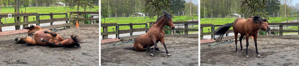 Dolida wälzt sich