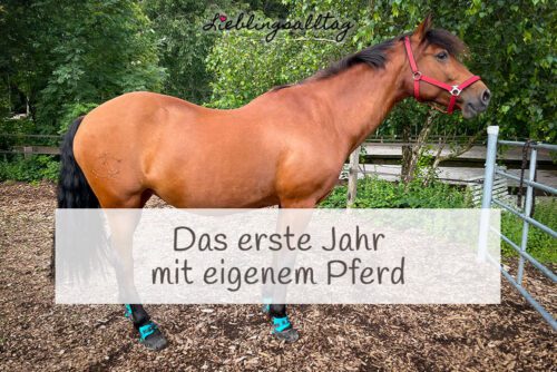 Das erste Jahr mit eigenem Pferd