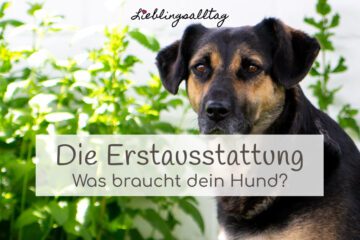Erstausstattung für deinen Hund – was brauchst du?