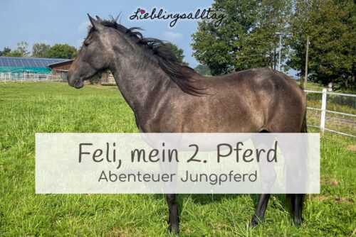 Feli – Abenteuer Jungpferd