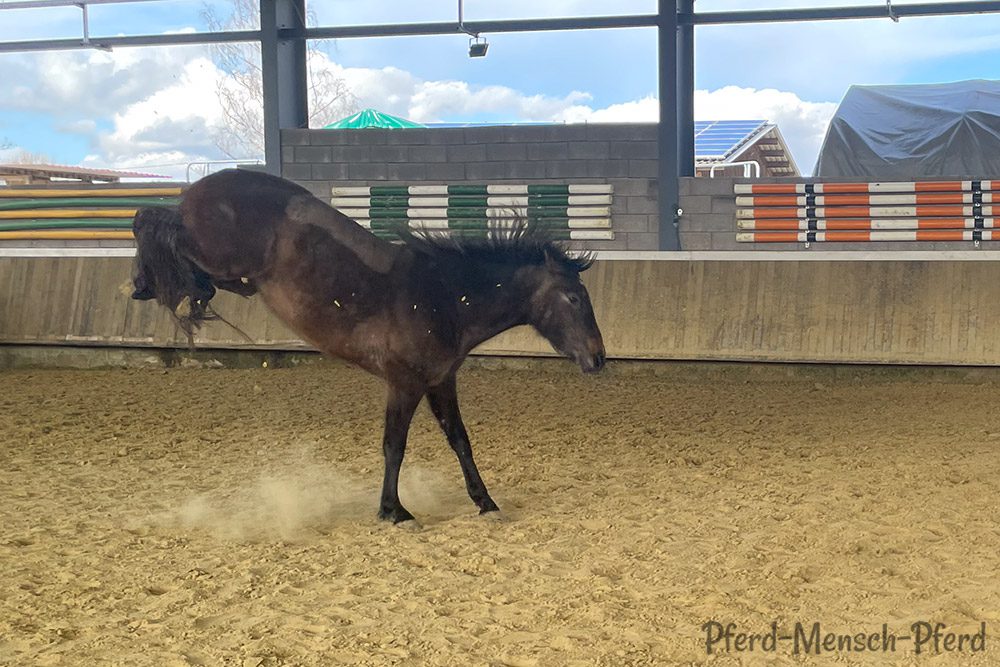 Feli buckelt in der Halle
