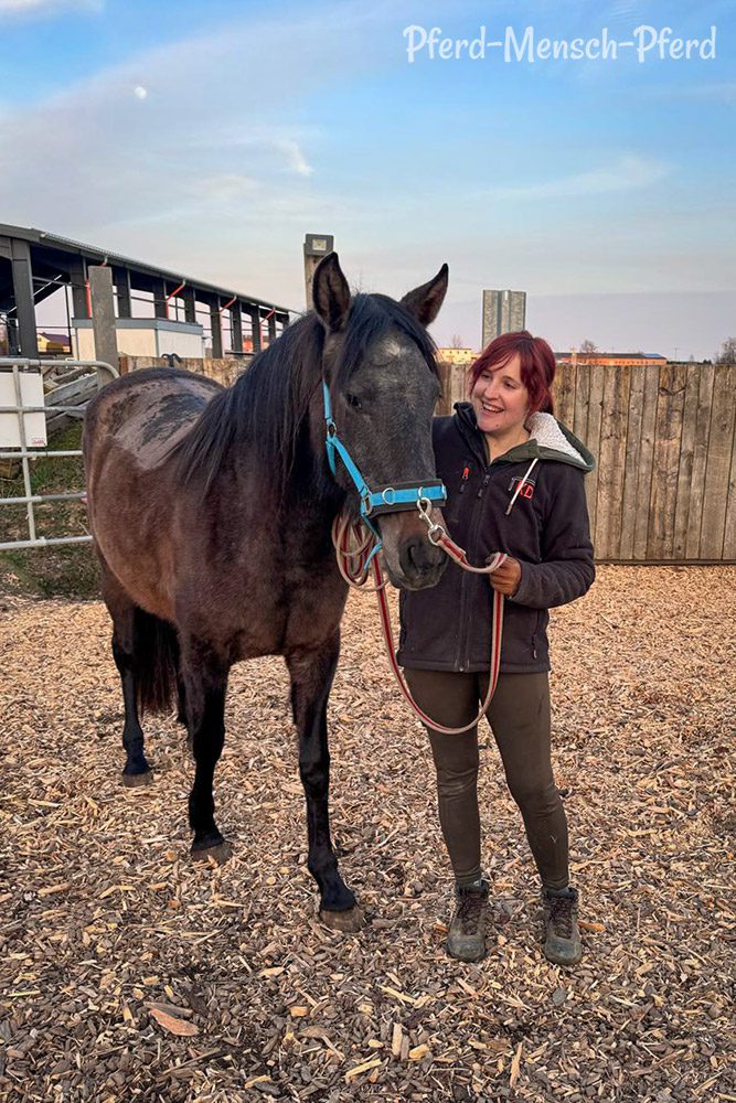 Feli – Jungpferd anlongieren