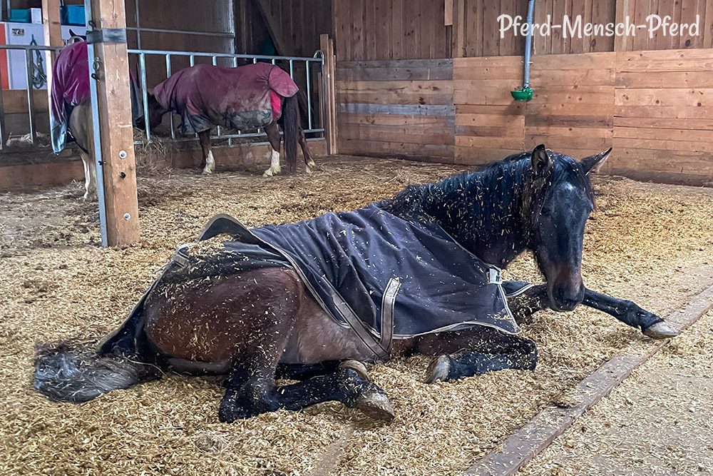 Feli liegt im Stall – Januar 2025