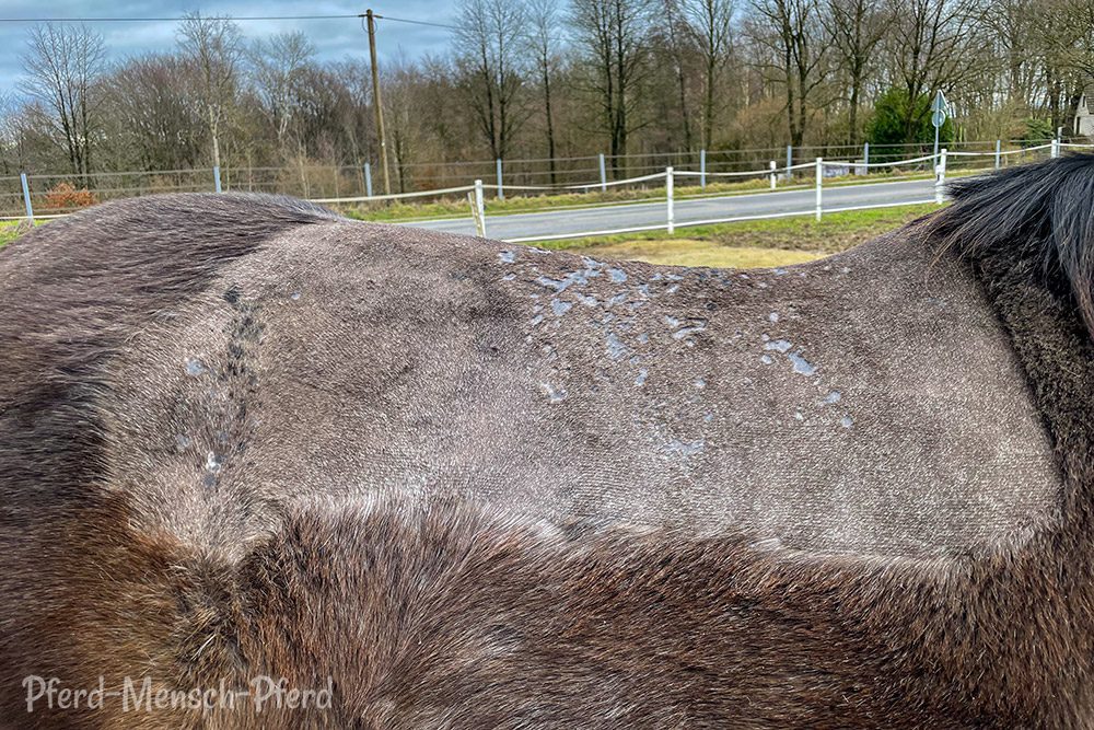 Feli scheren – Regenekzem – Januar 2025