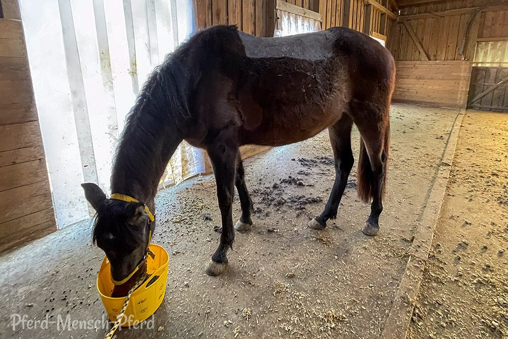 Feli scheren – Regenekzem – Januar 2025