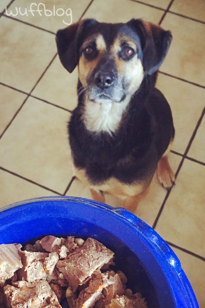 Nala wartet auf ihr Hundefutter