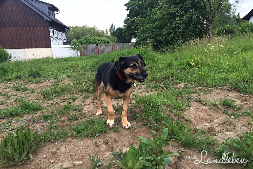 Unser Grundstück – Juni 2016