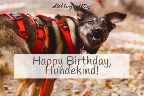 Happy Birthday, Hundekind!