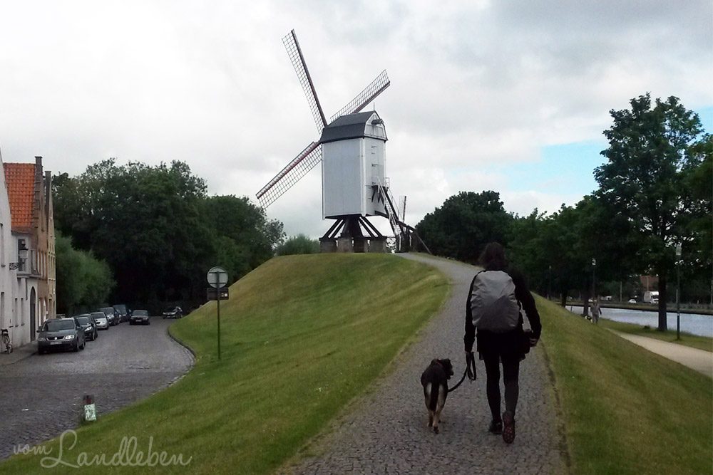 Unsere Hochzeitsreise nach Brügge – mit Hund