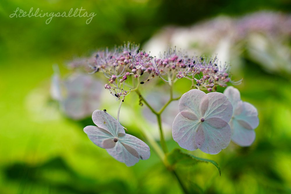 Hortensienblüte im Jardin Shamrock