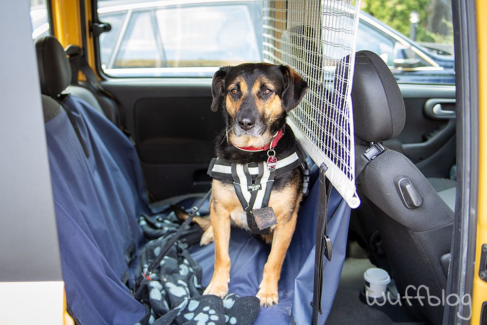 Hund im Auto
