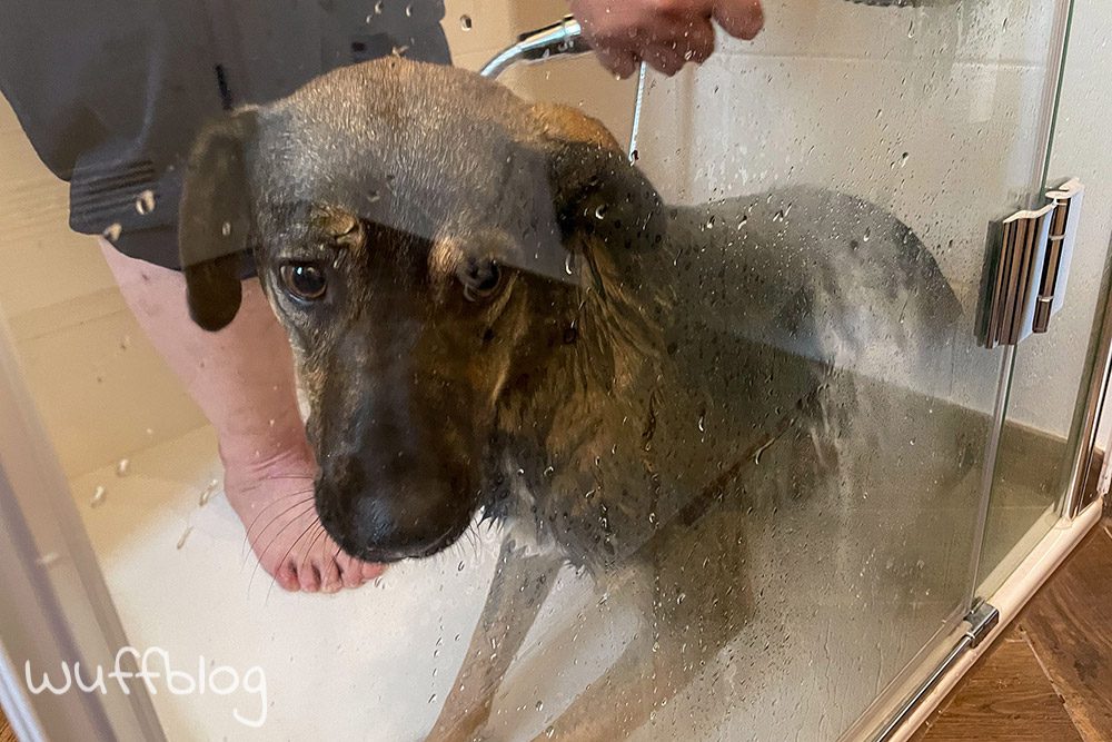 Hund duschen - Bonnie im Juli 2023
