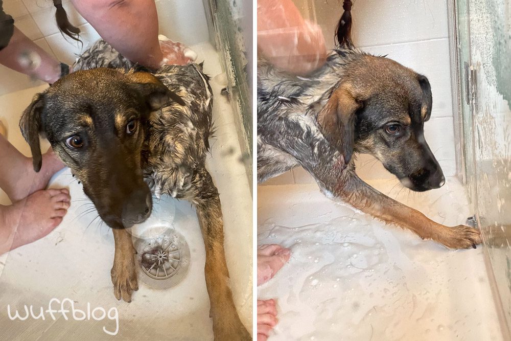 Hund duschen - Bonnie im Juli 2023