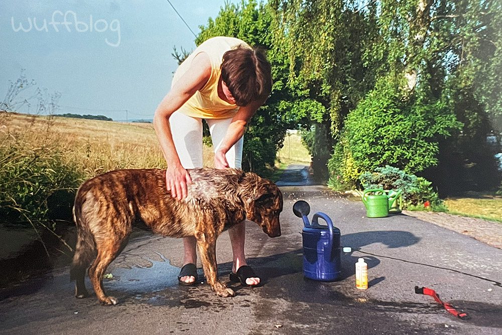 Hund duschen im Sommer