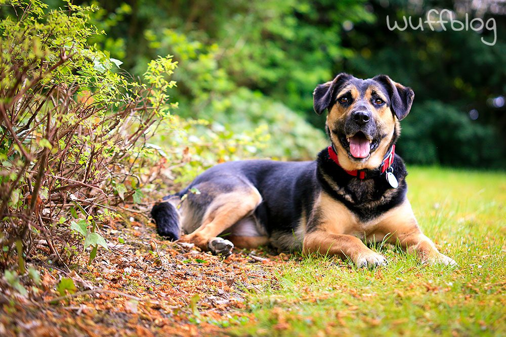 Hund im Garten - Nala