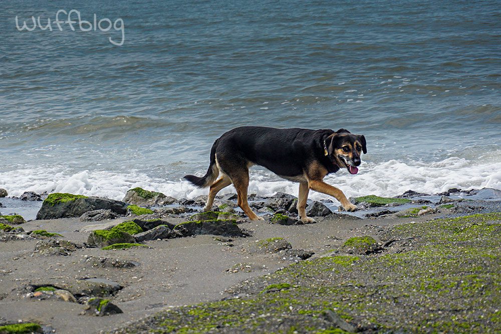 Hund am Meer - Nala