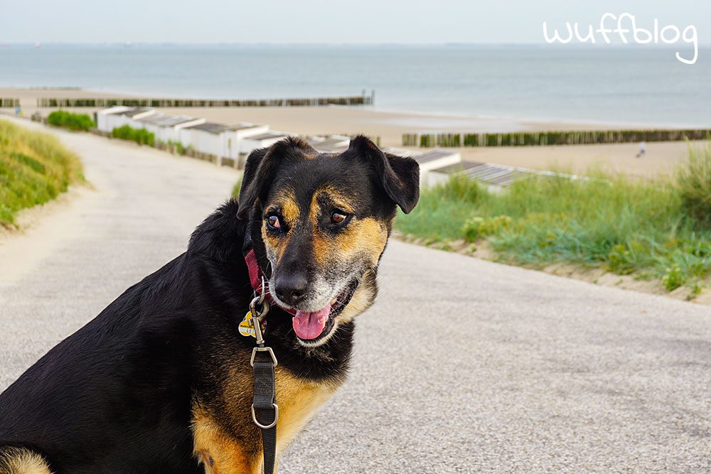 Hund am Meer - Nala