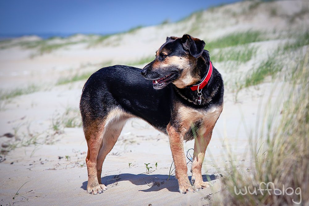 Hund am Strand - Nala