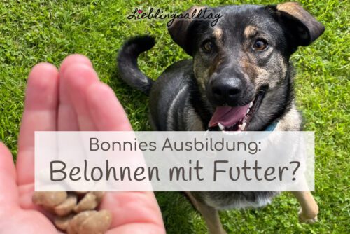 Hundetraining: belohnen mit Futter?