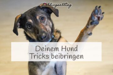 Deinem Hund Tricks beibringen