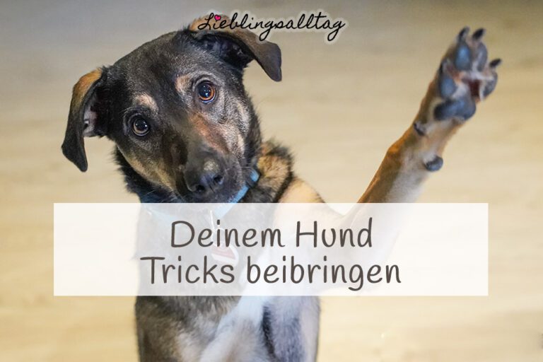 Deinem Hund Tricks beibringen