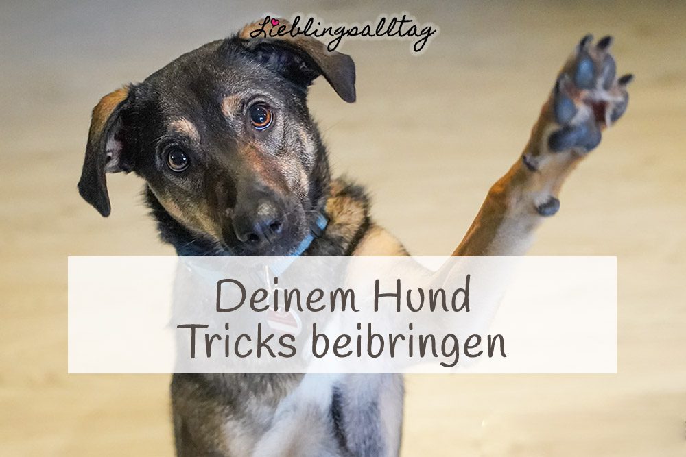 Deinem Hund Tricks beibringen