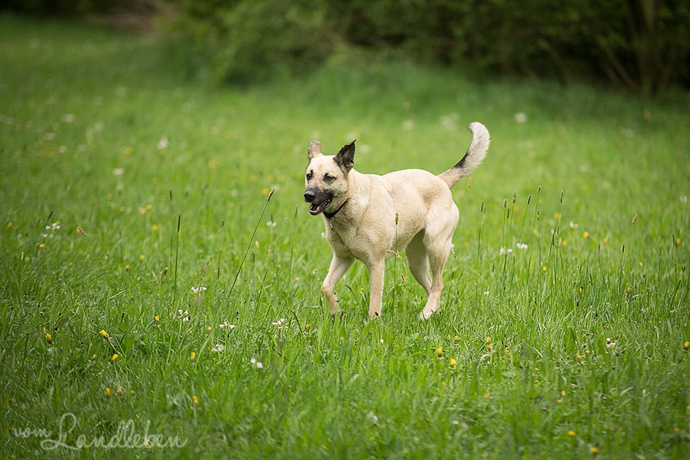 Hunde im Schlosspark – Ju