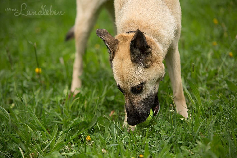 Hunde im Schlosspark – Jule