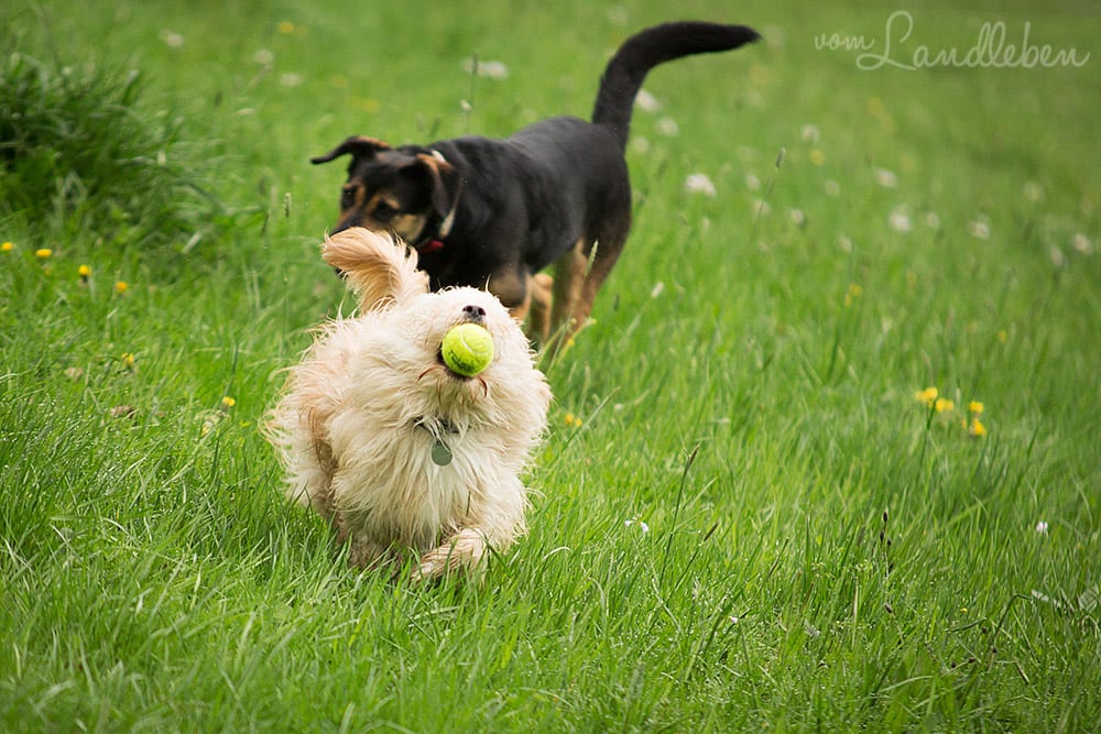 Hunde im Schlosspark – Butch und Nala