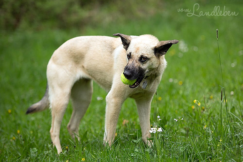 Hunde im Schlosspark – Jule