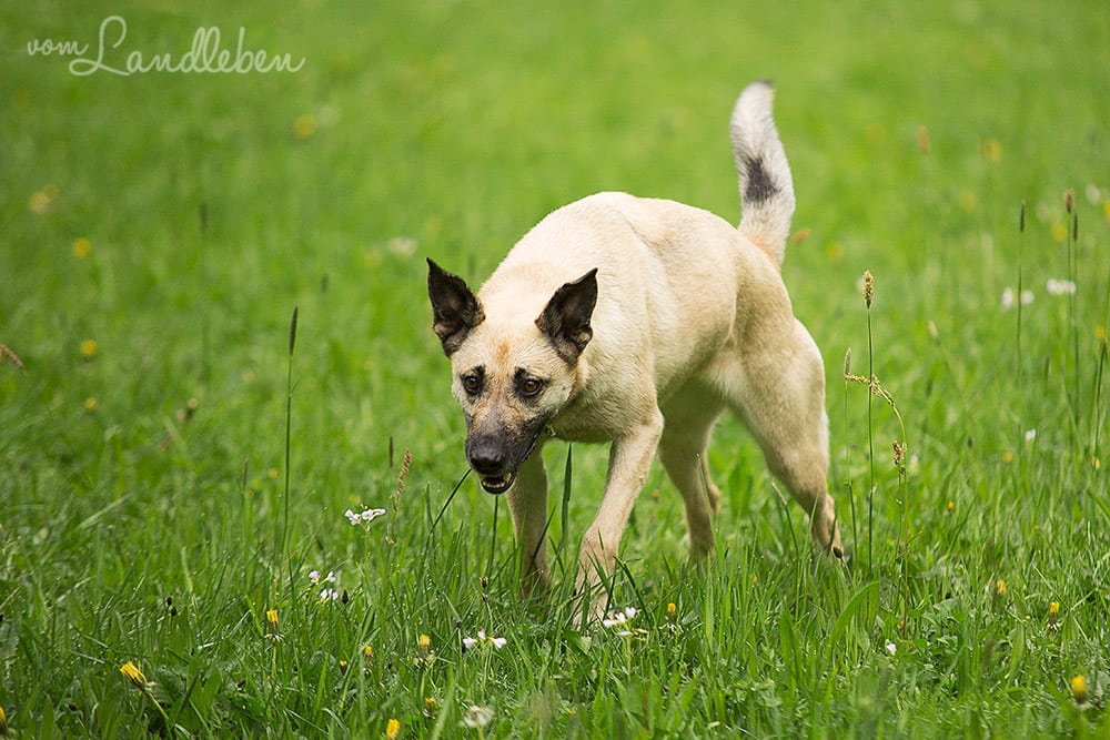 Hunde im Schlosspark – Jule
