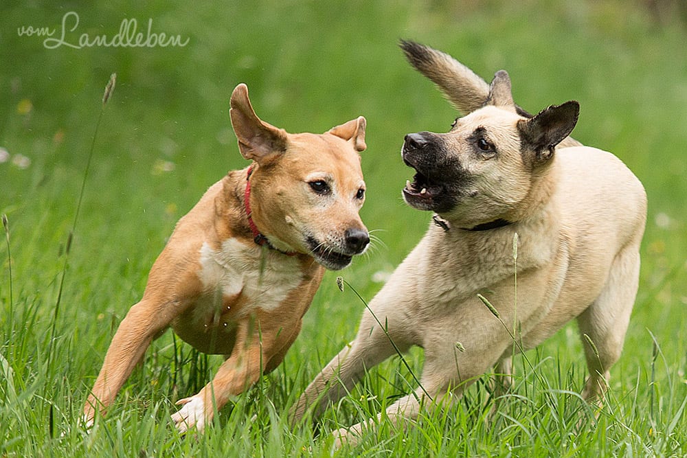 Hunde im Schlosspark – Jule und Eksi