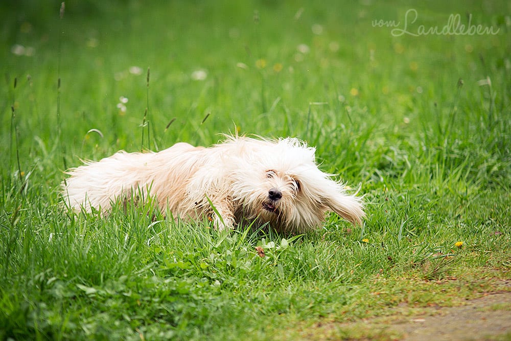 Hunde im Schlosspark – Butch