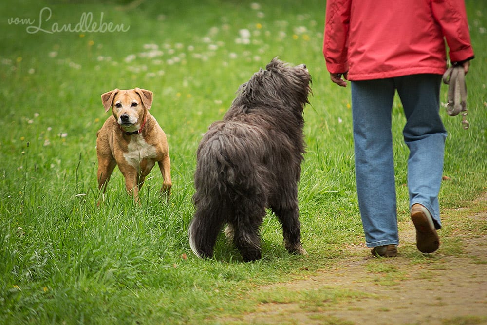 Hunde im Schlosspark – Eksi und Magnus