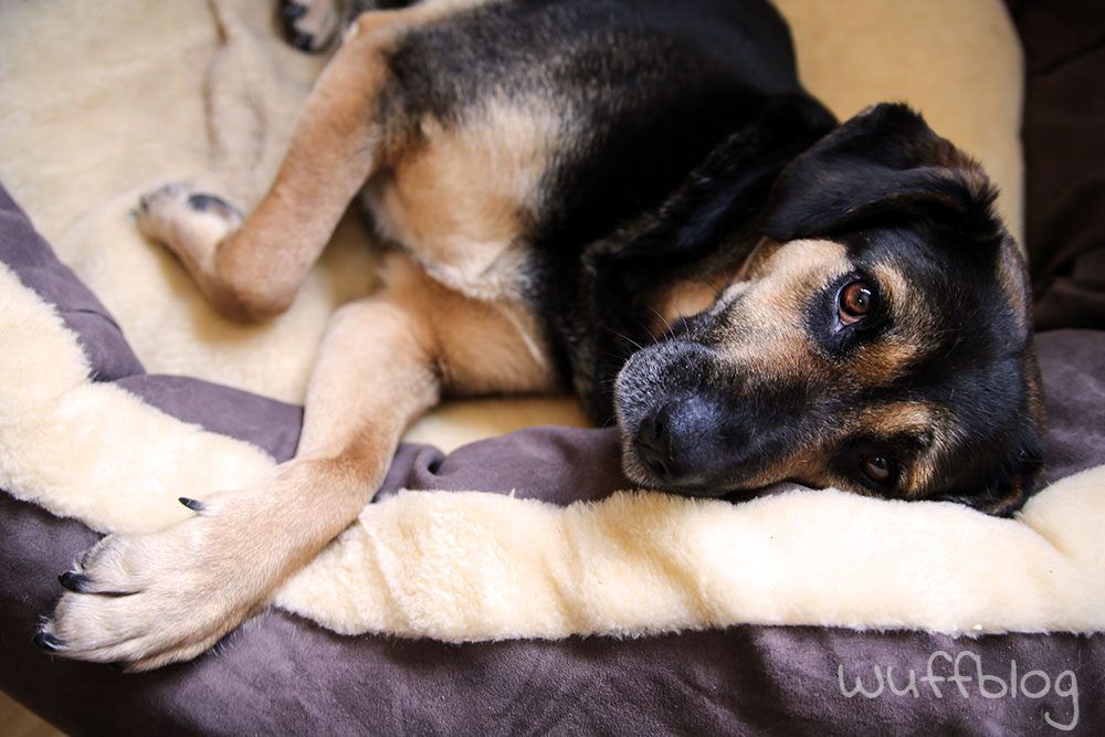 Hundebett