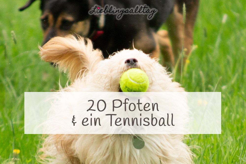 Hundefotografie – 20 Pfoten und ein Tennisball