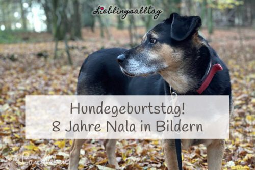 Hundegeburtstag – 8 Jahre mit Nala