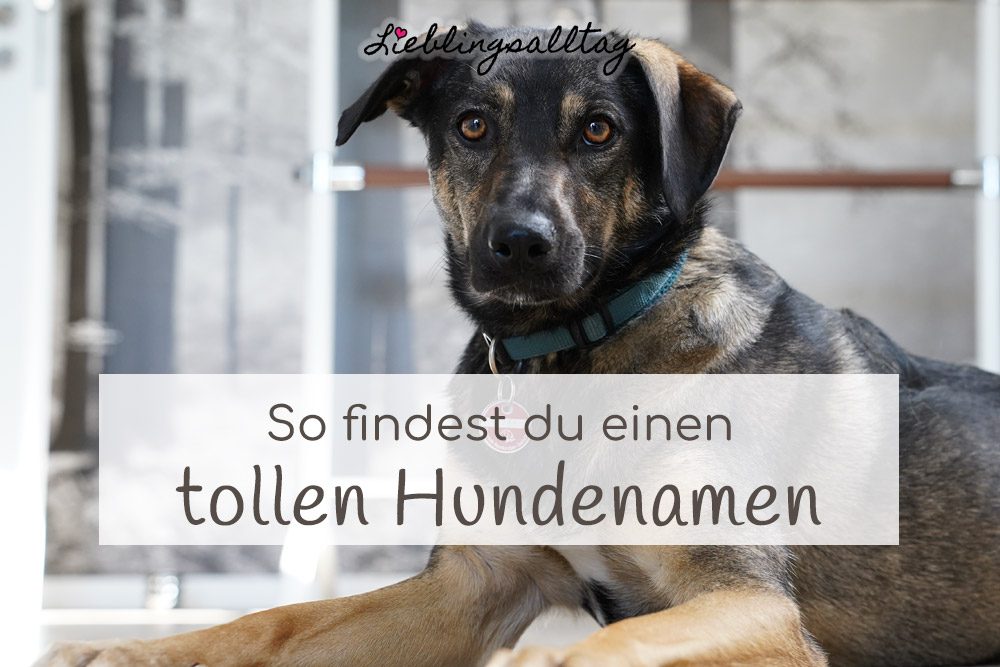 So findest du einen tollen Hundenamen
