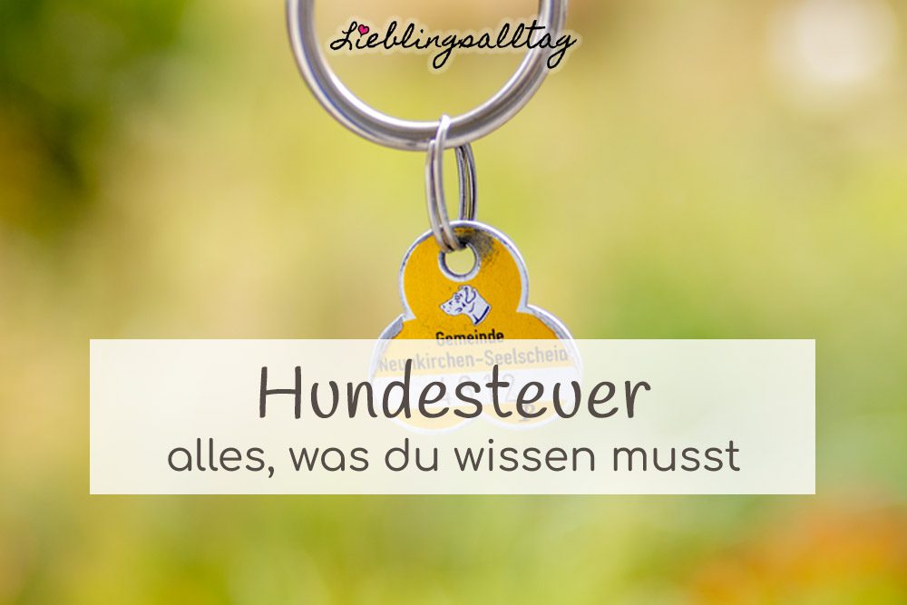 Alles Wichtige zur Hundesteuer